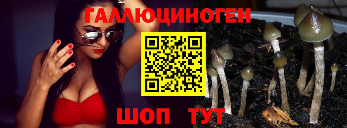 Псилоцибиновые грибы прущие грибы  Псилоцибиновые грибы Psilocybine cubensis  Вход с VPN  Зима 